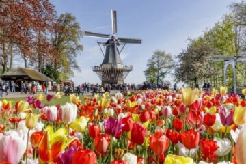 Groenonderhoud (tuin)parken